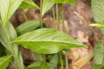 Seneca snakeroot